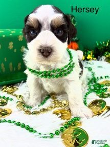 Miniature Schnauzer dogs Hersey - Ad 23