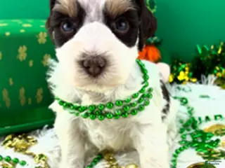 Miniature Schnauzer dogs Hersey - Ad 9