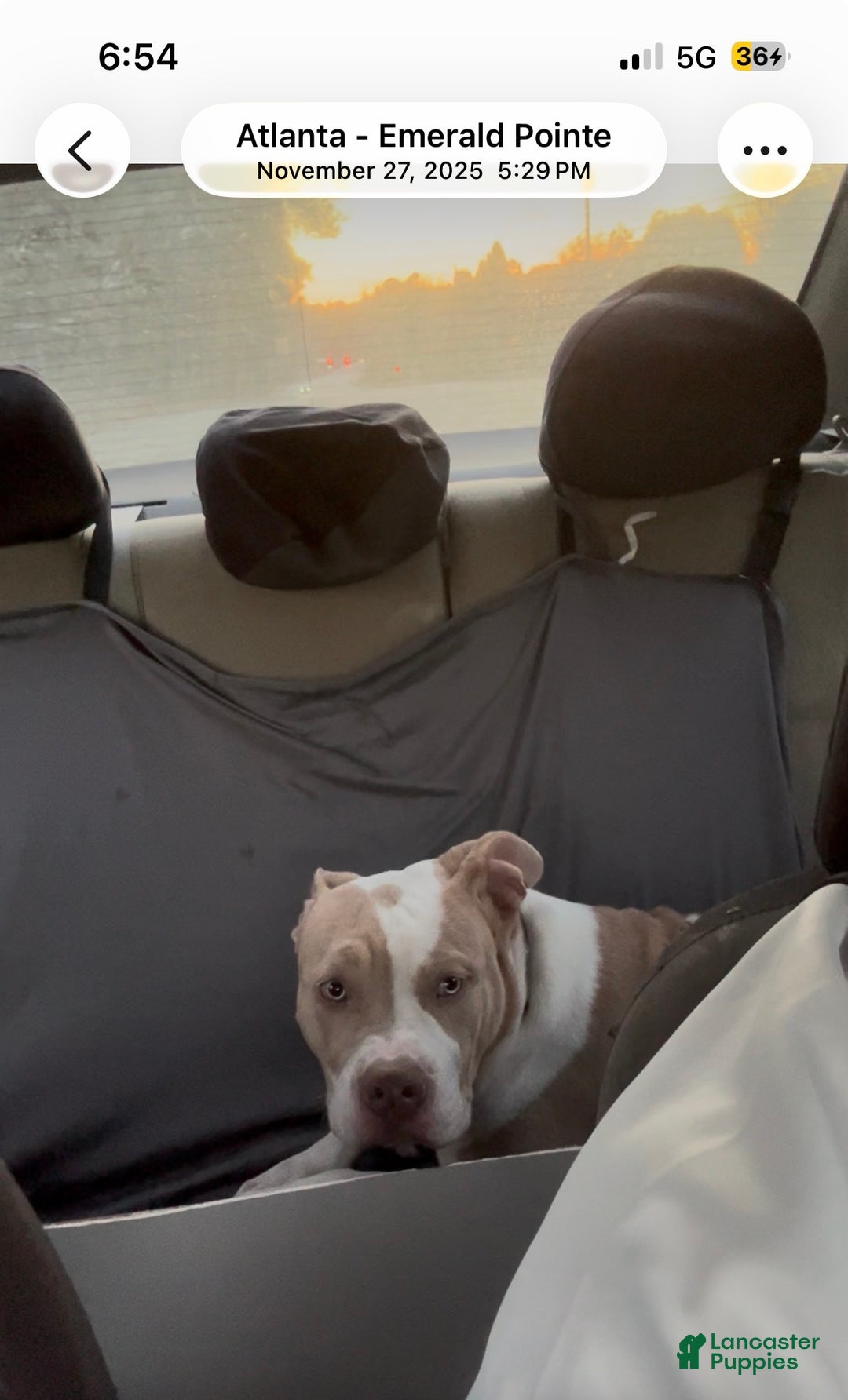 American Bully dogs for sale: Benny - Ad 4