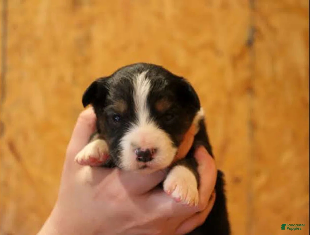 Miniature Australian Shepherd dogs for sale: Georgia - Ad 2