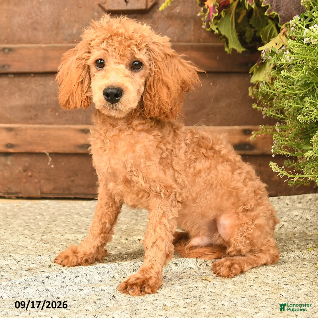 Toy Poodle dogs for sale: Dandy - Ad 1