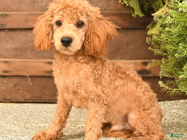 Toy Poodle dogs for sale: Dandy - Ad 1
