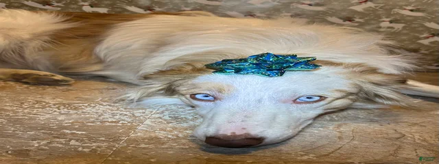 Delilah 