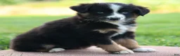 Miniature Australian Shepherd dogs for sale: Joyce - Ad 4