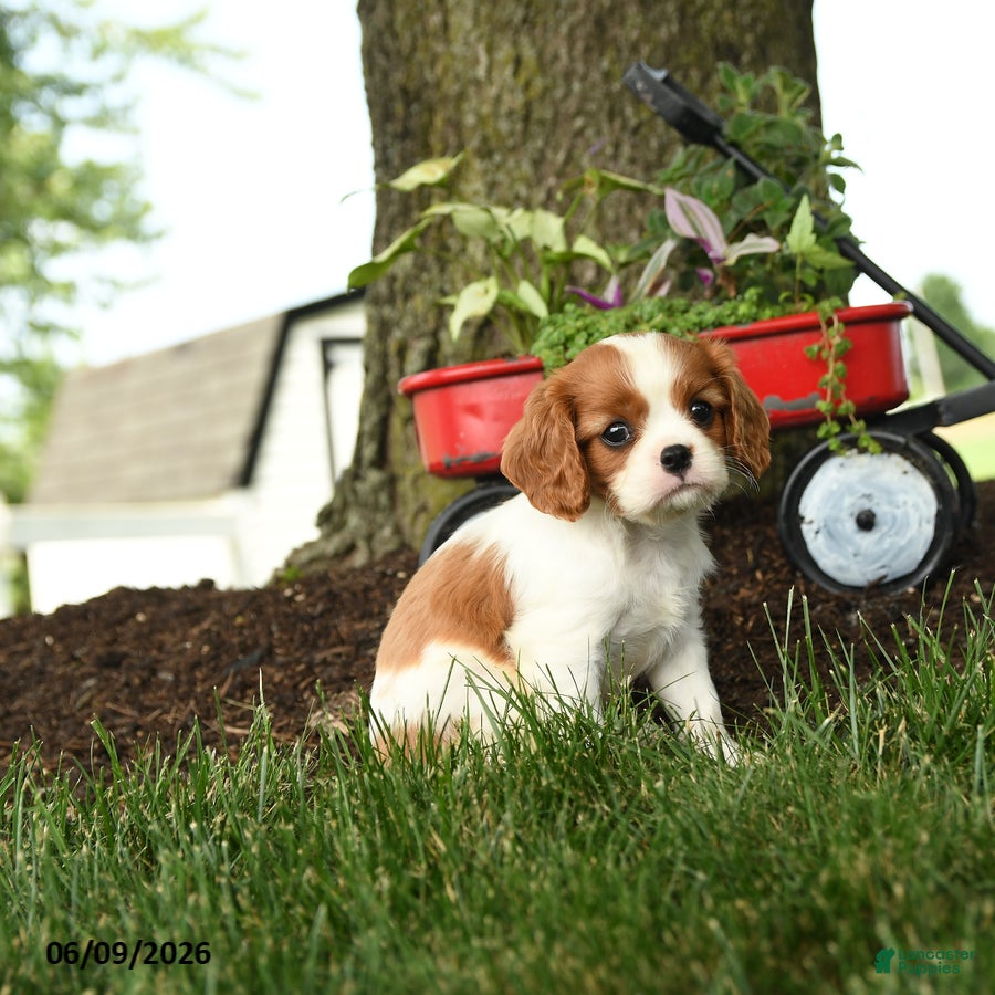 Cavalier King Charles Spaniel dogs Megan - Ad 2