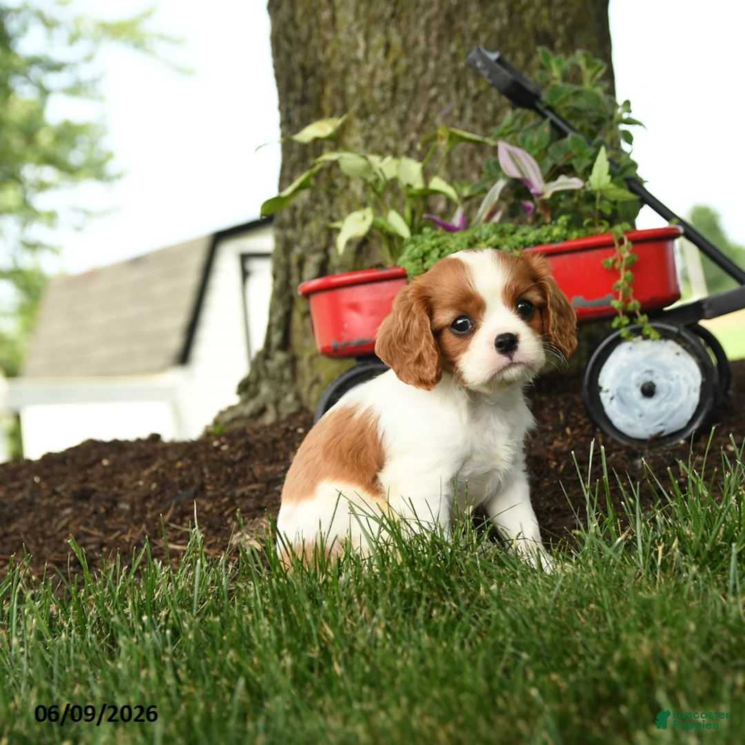 Cavalier King Charles Spaniel dogs for sale: Megan - Ad 2