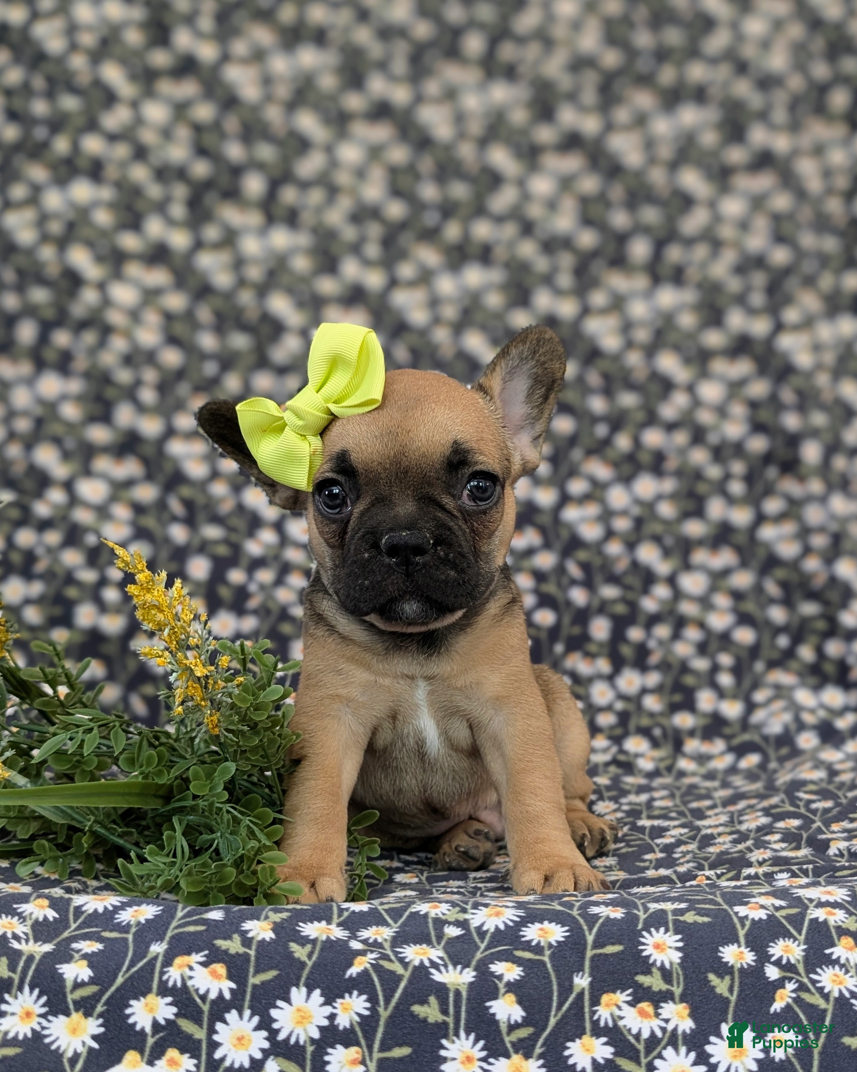 French Bulldog dogs Rhianna - Ad 2