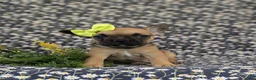 French Bulldog dogs for sale: Rhianna - Ad 2