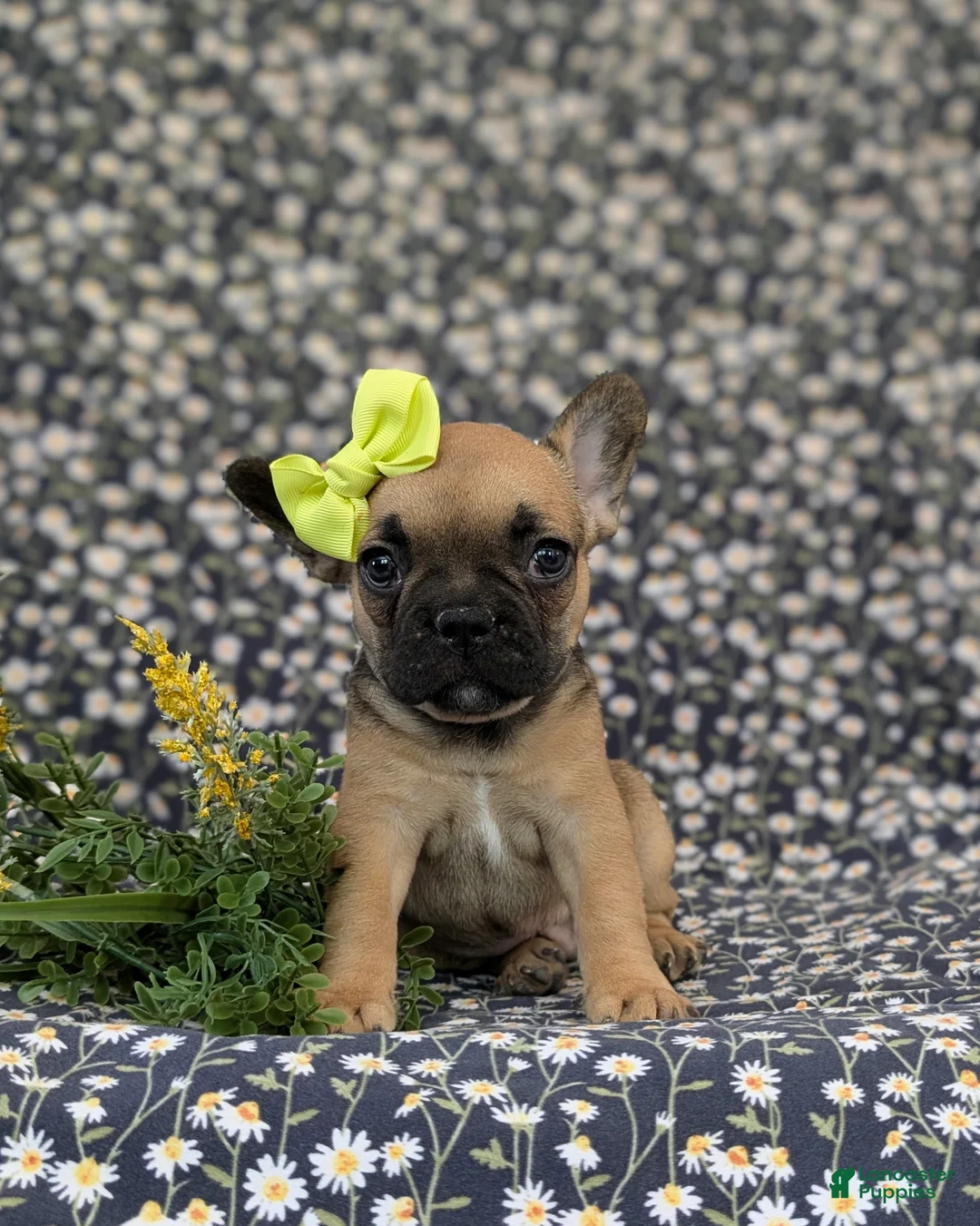 French Bulldog dogs for sale: Rhianna - Ad 2