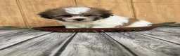 Teddy Bear dogs for sale: Lizzie - Ad 8