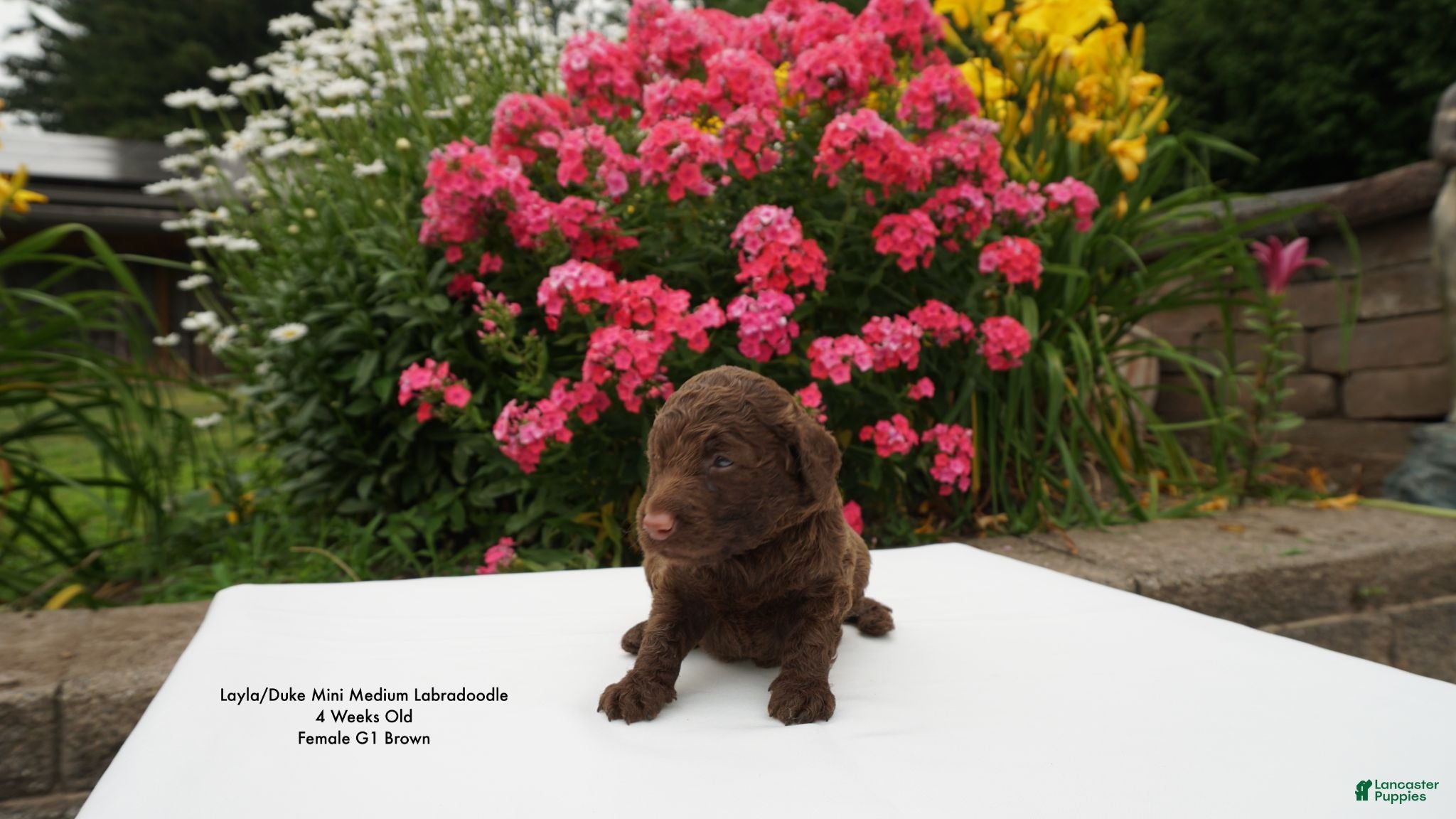 Miniature Labradoodle dogs LD G1 - Ad 2