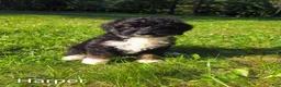 Mini Bernedoodle dogs for sale: Harper - Ad 5