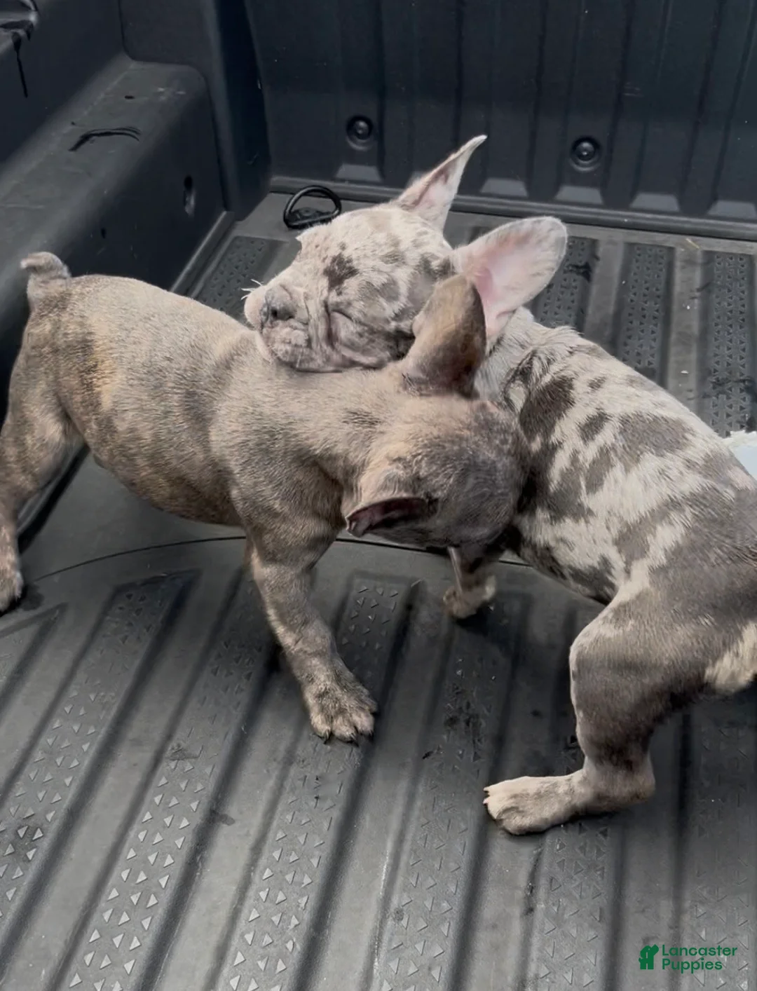 French Bulldog dogs for sale: French Bulldog Puppy 1 - Ad 2