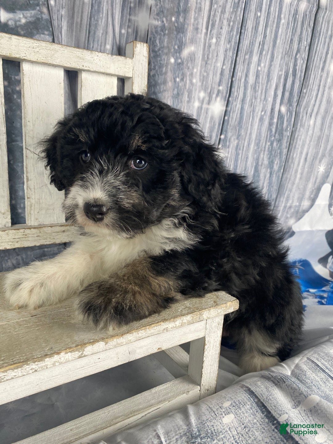 Aussiedoodle dogs for sale: Bella - Ad 9