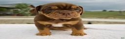 Beabull dogs for sale: Mickie - Ad 5