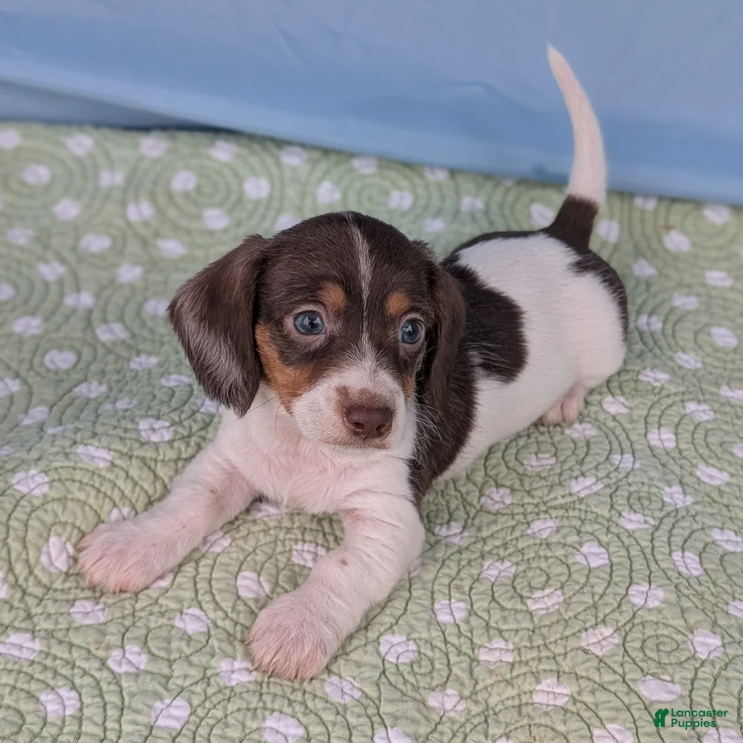 Miniature Dachshund dogs for sale: Hershey - Ad 7