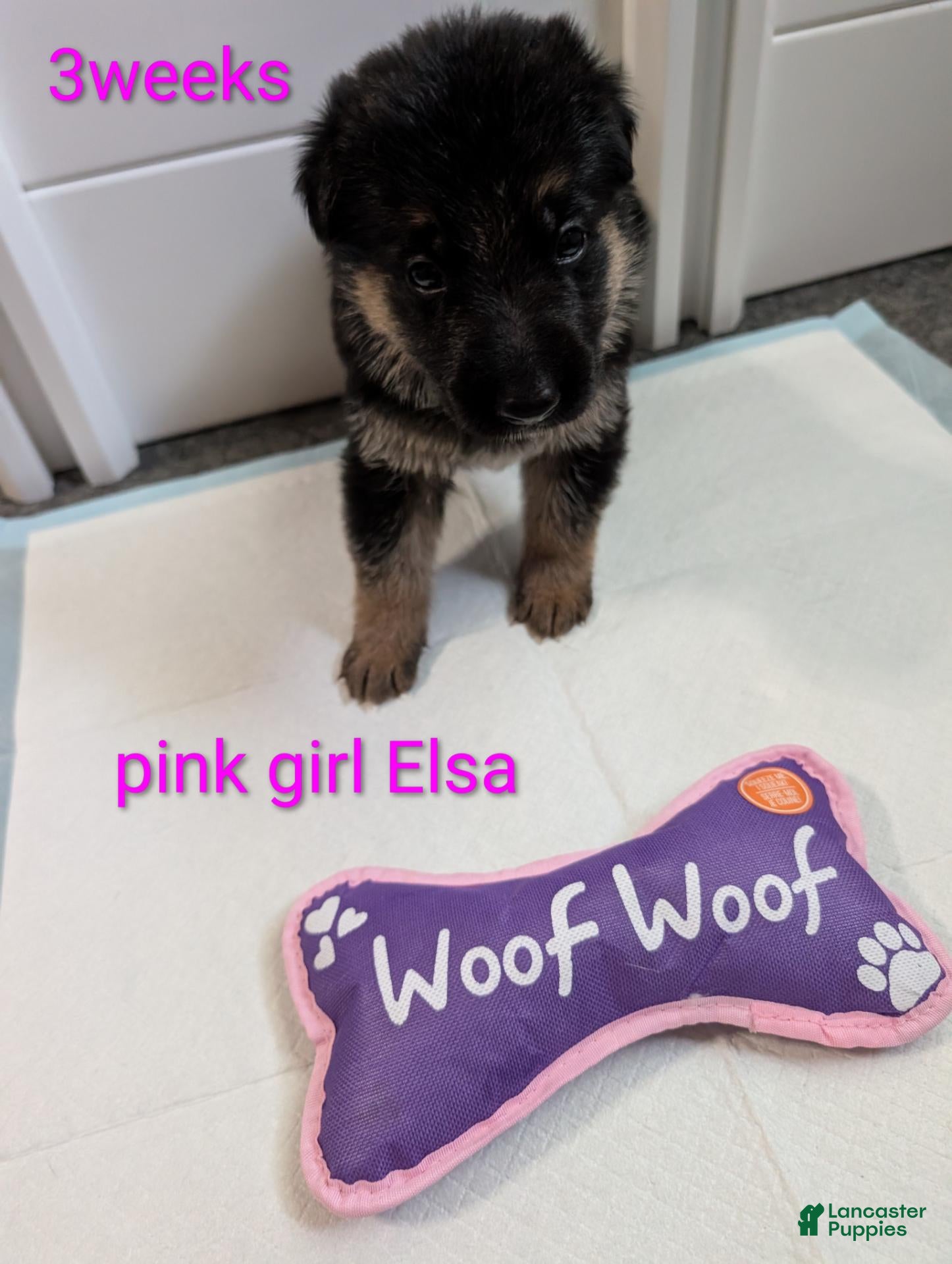 German Shepherd dogs Elsa - Ad 8
