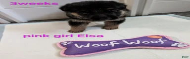 Elsa