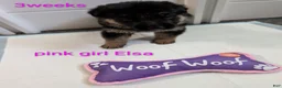 German Shepherd dogs for sale: Elsa - Ad 1