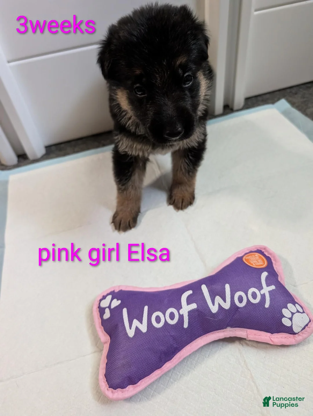 German Shepherd dogs for sale: Elsa - Ad 1