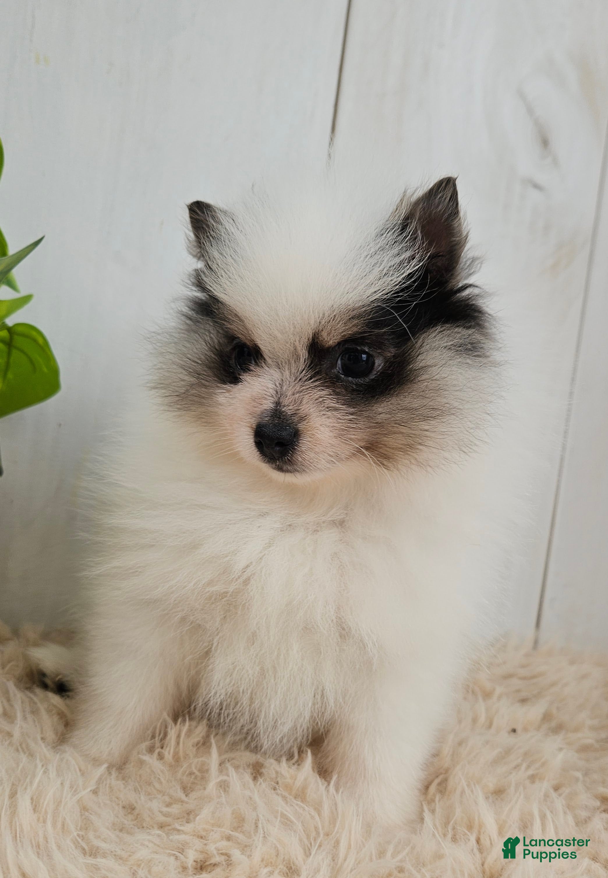 Pomeranian dogs Poppy - Ad 2