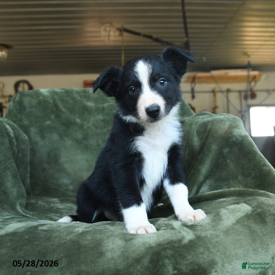 Border Collie dogs Annan - Ad 1