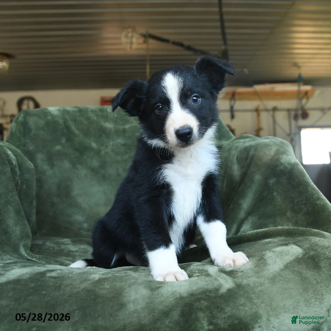 Border Collie dogs for sale: Annan - Ad 1