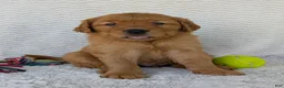 Golden Retriever dogs for sale: Porter  - Ad 2