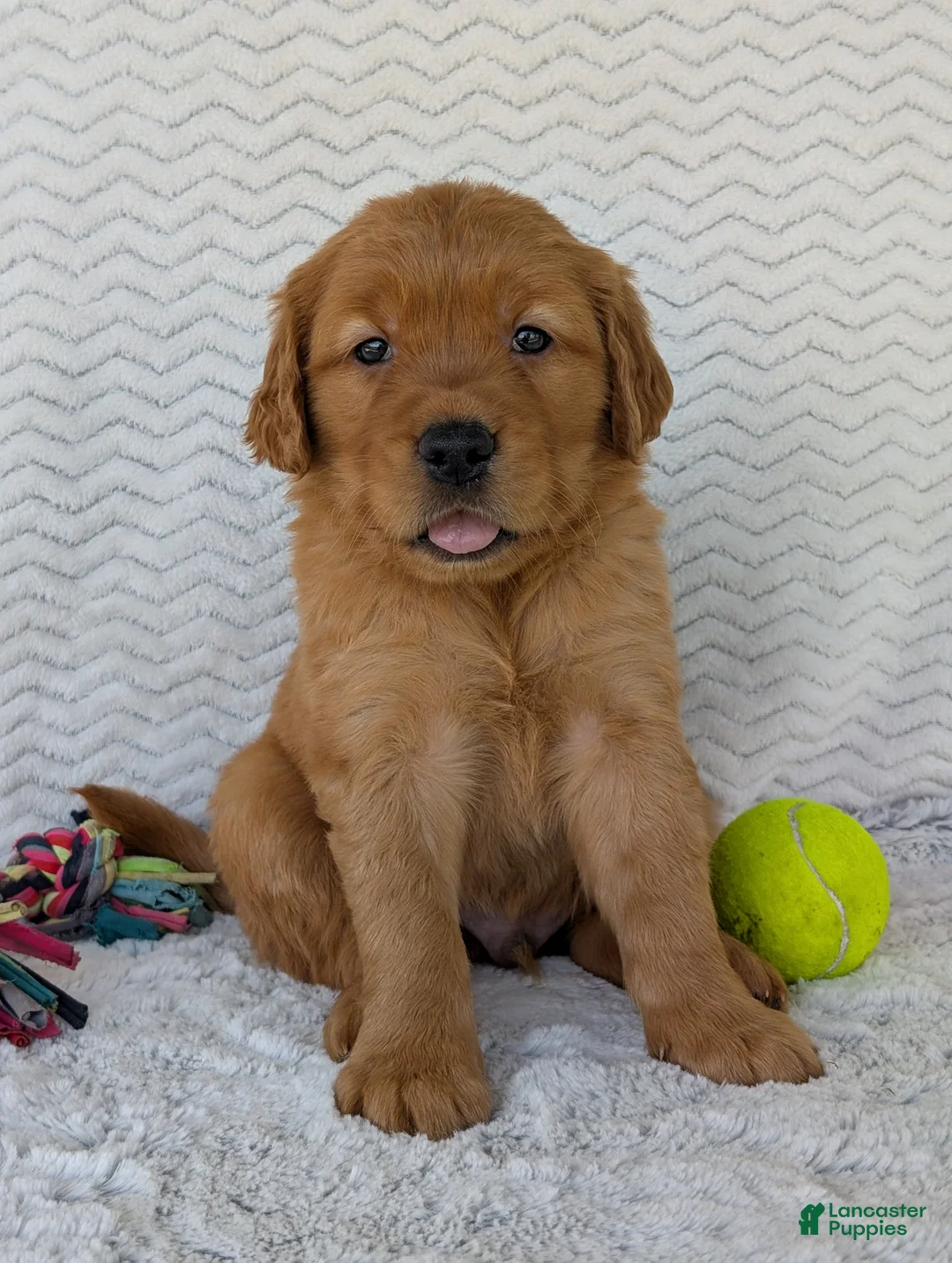 Golden Retriever dogs for sale: Porter  - Ad 2