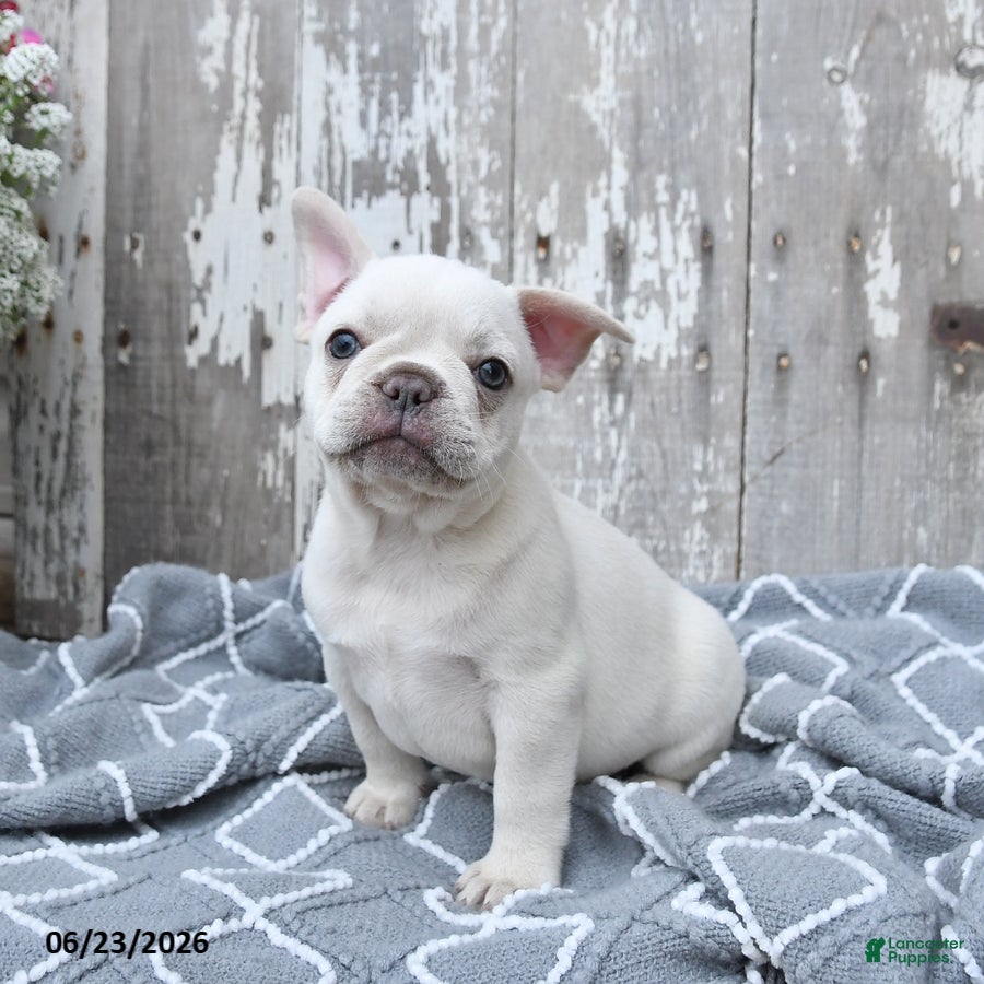 French Bulldog dogs Leo - Ad 1