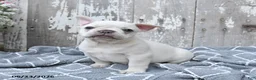 French Bulldog dogs for sale: Leo - Ad 1