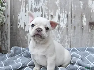 French Bulldog dogs for sale: Leo - Ad 1