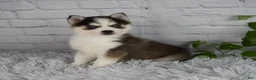 Pomsky dogs for sale: Tessa - Ad 3
