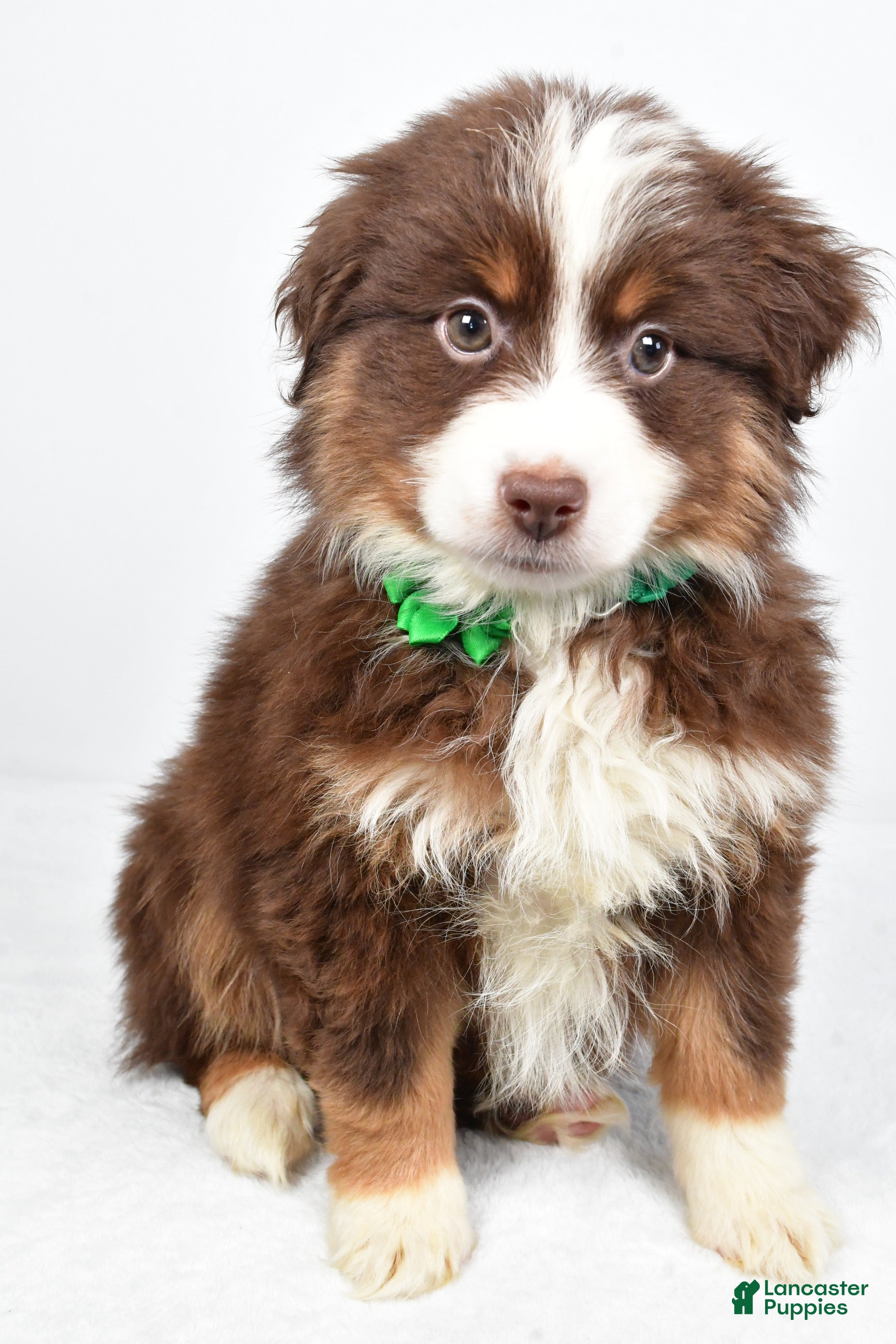Miniature Australian Shepherd dogs Rebekah - Ad 2