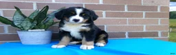 Bernese Mountain Dog dogs for sale: Tulip - Ad 5