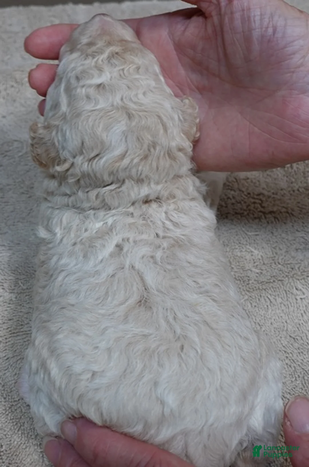 Toy Poodle dogs for sale: Kenobi cream parti male - Ad 2