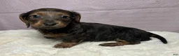 Miniature Dachshund dogs for sale: Miniature Dachshund Puppy 2 - Ad 5