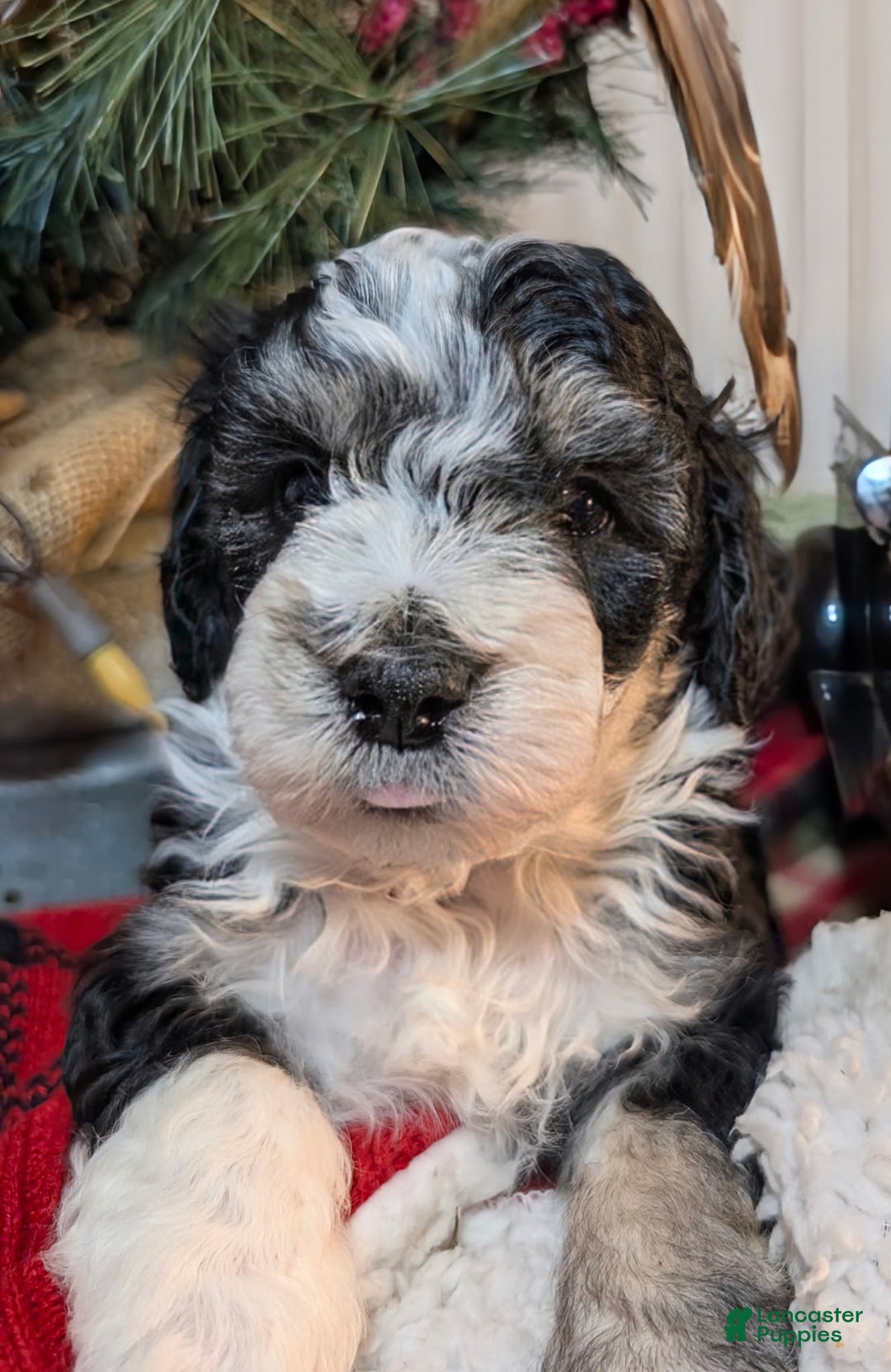 Mini Sheepadoodle dogs for sale: Pierre - Ad 4