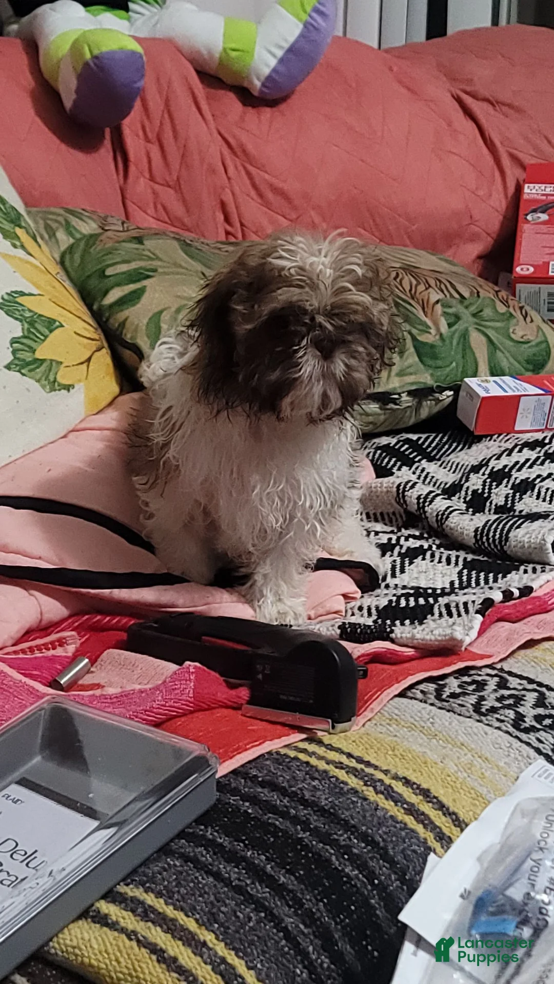 Shih Tzu dogs for sale: Shih Tzu 1 - Ad 1