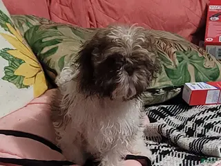Shih Tzu dogs Shih Tzu 1 - Ad 8