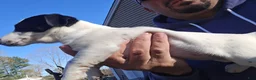 Jack Russell Terrier dogs for sale: Jack Russell Terrier 1 female 1 male - Ad 13