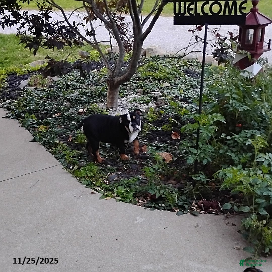 English Bulldog dogs for sale: Ramona - Ad 4