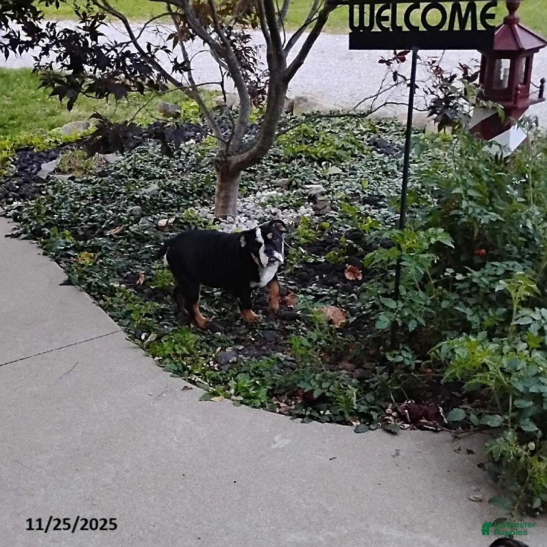 English Bulldog dogs for sale: Ramona - Ad 4