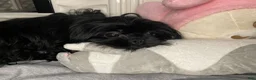Shihpoo dogs for sale: Shihpoo 5 - Ad 9