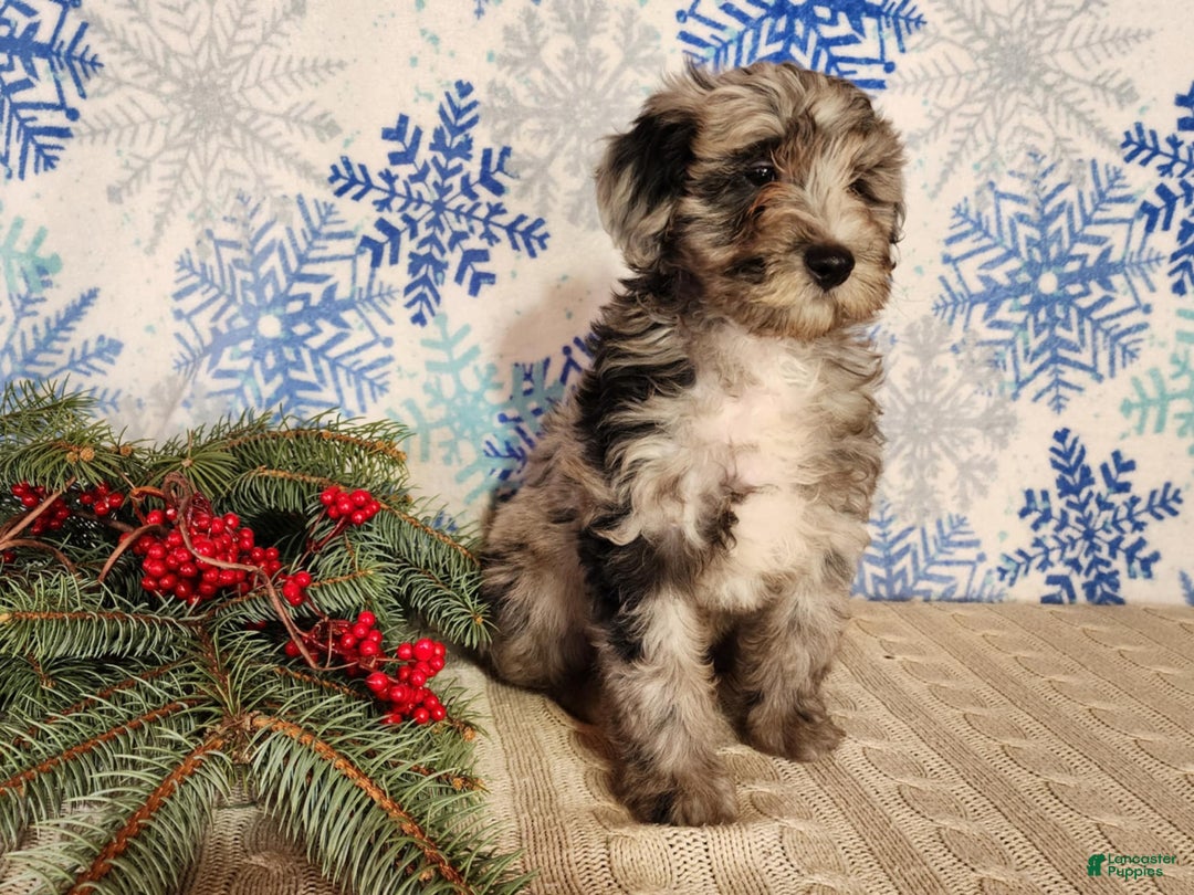 Mini Bernedoodle dogs for sale: Blitz - Ad 17