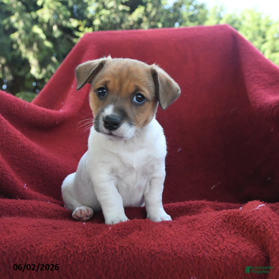 Jack Russell Terrier dogs for sale: Cupcake - Ad 3