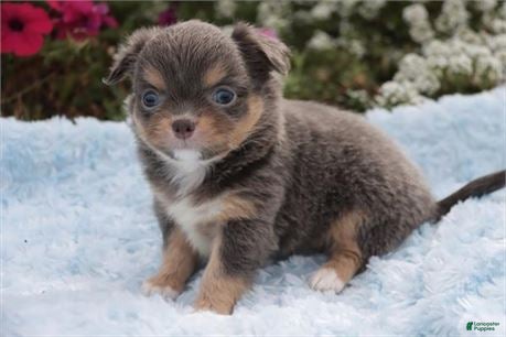 Chihuahua dogs Chihuahua Puppy 2 - Ad 11