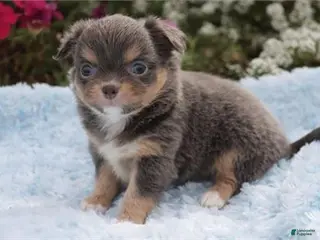 Chihuahua dogs Chihuahua Puppy 2 - Ad 11