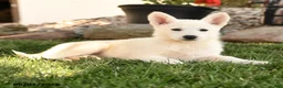 German Shepherd dogs for sale: Franny - Ad 3