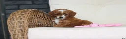 Cavapoo dogs for sale: Pumpkin - Ad 10